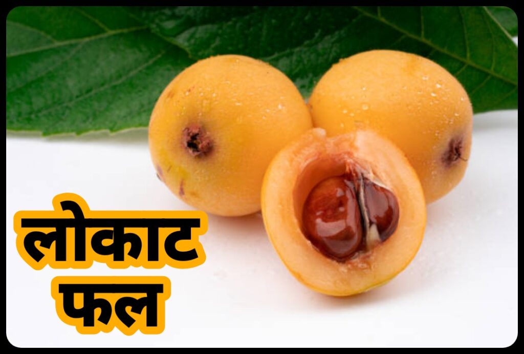Loquat Fruit In Hindi