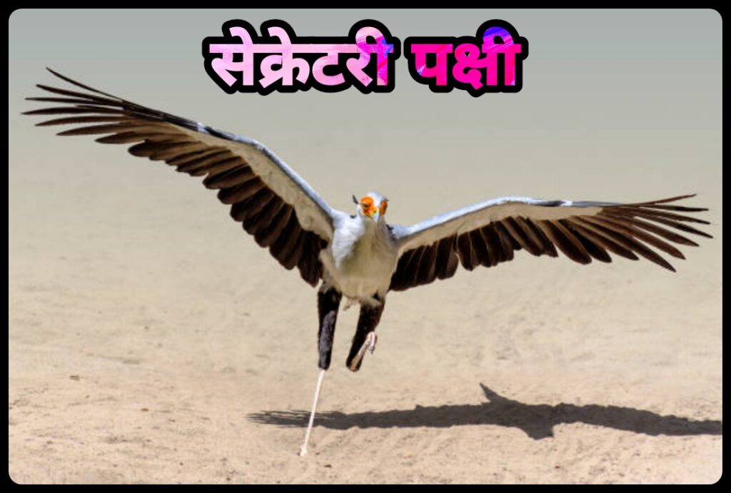 Secretary Bird In Hindi