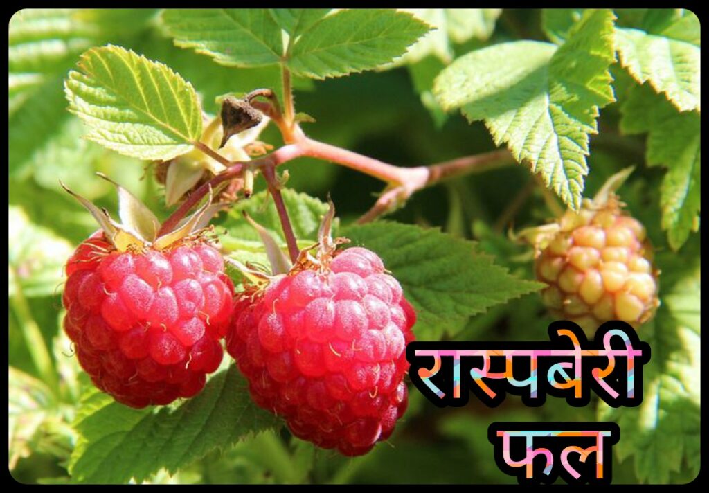 Raspberry Fruit In Hindi