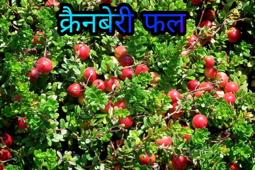 Cranberry Fruit In Hindi