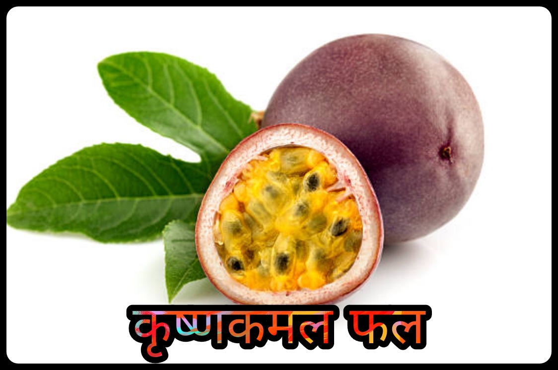 Passion Fruit In Hindi कृष्णकमल फल soch ka safar